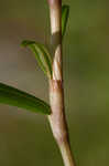 Swamp smartweed